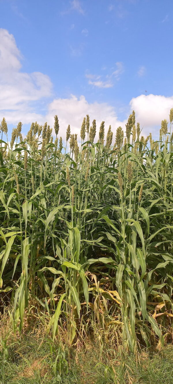 Sorgo kiszonkowe Lidea EMERAUDE