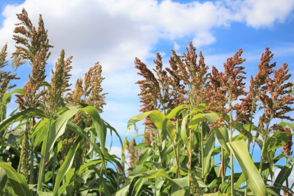 Sorgo kiszonkowe Lidea EMERAUDE