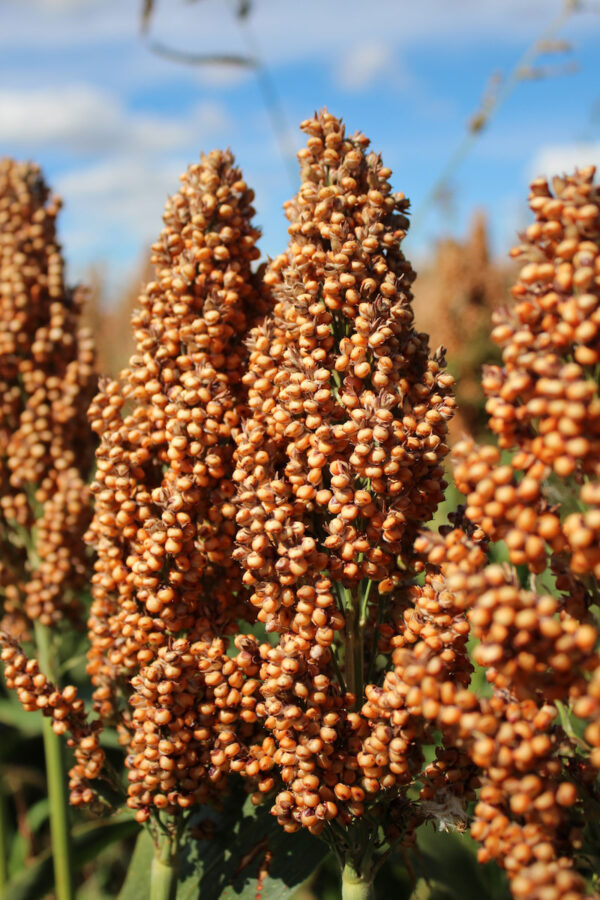 Sorgo ziarnowe Lidea ES SHAMAL