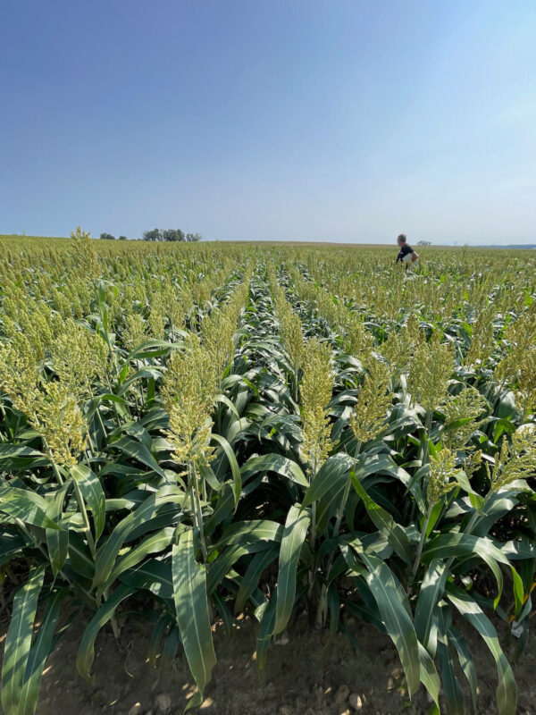 Sorgo ziarnowe Lidea MOJAVE