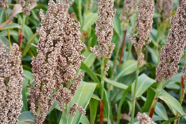 Sorgo ziarnowe Lidea ZELANDIA SU
