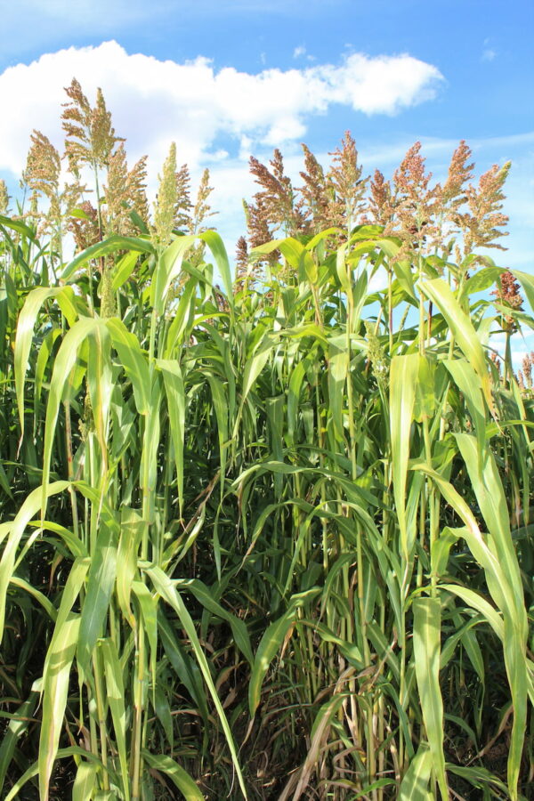 Sorgo kiszonkowe Lidea EMERAUDE